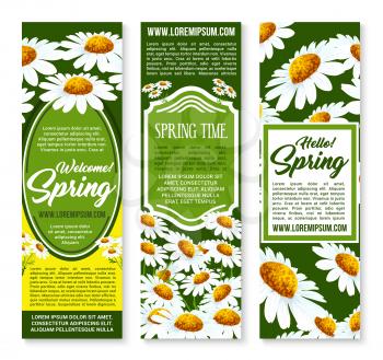 Spring flower banner set. Floral background of blooming daisy flowers, green leaves and figured frames with Happy Spring greeting wishes. Spring holidays greeting card design