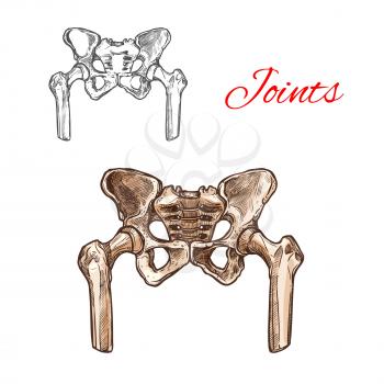 Human pelvis bones and sacrum joints vector sketch body anatomy icon. Isolated symbol of renal pelvis or spine part of skeleton structure for anatomical or medical surgery design
