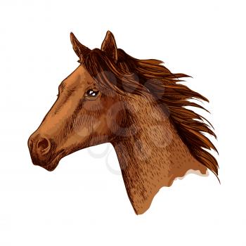 Horse or racehorse head. Arabian brown mustang stallion or trotter vector sketch. Arabian racer symbol for equine sport races or rides, for equestrian racing contest, exhibition or horserace