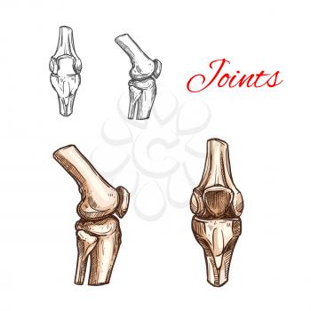 Human knee or elbow bones and joints vector sketch icon of body skeleton anatomy. Isolated symbol of arm or leg organ structure for anatomical orthopedic or medical surgery design element