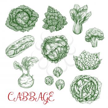 Cabbage vegetables vector sketch icons set. Isolated sorts of white or red cabbage, chinese napa and romanesco, cauliflower or broccoli and kohlrabi. Brussels sprouts, bok and pak choi kale veggies