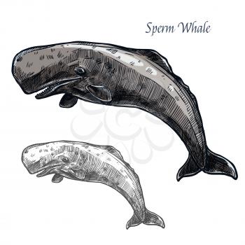 Sperm whale sketch vector icon. Sea or ocean marine mammal animal of cachalot species. Isolated fauna and zoology symbol or emblem for fishing club or fishery seafood market