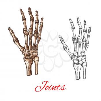Human hand bones and joints skeleton vector sketch body anatomy icon. Isolated symbol of arm wrist and fingers limbs structure of shoulder for anatomical orthopedic or medical surgery design element