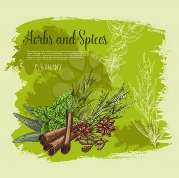 Spices and herbs or herbal seasonings vector poster. Cooking condiments cinnamon and sage or bay leaf, peppermint or rosemary culinary flavoring and anise star or cardamom seeds