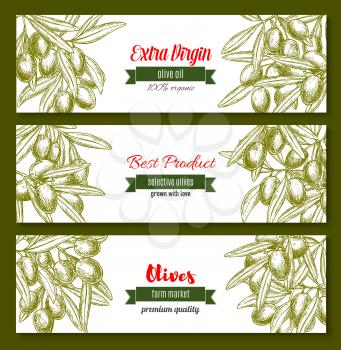Olive oil banners. Vector design for extra virgin olive oil product or farm market of green and black olive fruits on branches. Set for natural cuisine and healthy cooking or labels