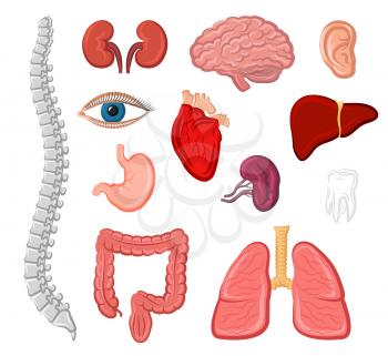 Human organ cartoon icon set. Heart, lung, liver, ear, stomach, kidney, brain, eye, tooth, bladder, ear, spine and intestine isolated sign. Internal and external organs for anatomy and medicine design