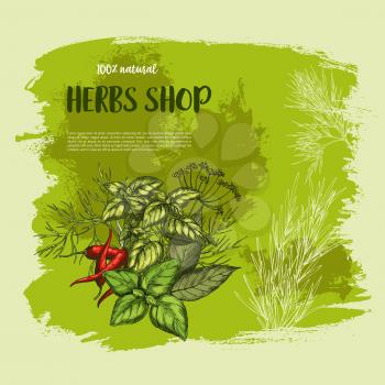 Herbs shop poster design. Vector natural organic spices of chili pepper and oregano or green basil, dill seasoning and thyme or cumin flavoring, sage or bay leaf for culinary herbal dressing