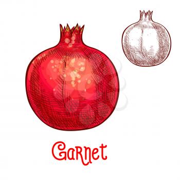 Garnet fruit sketch. Vector isolated icon of fresh whole pomegranate for jam and juice drink product label or grocery store, shop and farm market design