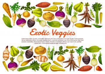 Root vegetables and exotic veggies farm harvest poster. Vector Jerusalem artichoke, radish and sweet potato with cassava, parsnip celery and bread beans, arracacia vegetable and chayote