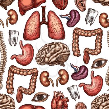 Anatomy seamless pattern background with human organ and body part. Heart, brain and lungs, kidney, liver and eye, stomach, intestine and spine, tooth and ear sketch for medicine theme backdrop design