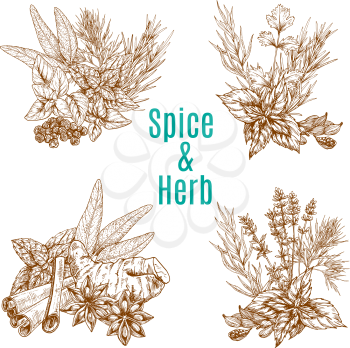 Herbs and spices vector poster of rosemary, tarragon or cloves and bay leaf or peppermint, spicy chili pepper and cardamom or parsley. Sketch design of arugula, vanilla or lavender herbal condiments
