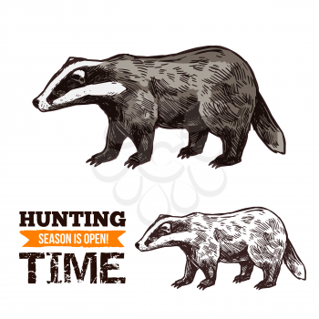 Badger animal sketch, hunting open season or hunter society and hunt club theme. Vector isolated wild forest badger, animal hunt adventure