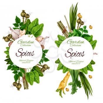 Organic spices and herbal seasonings. Vector ginger root, chicory or lavender and nutmeg, peppermint, garlic and olives, chili pepper or turmeric and sage, bay leaf