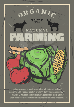 Farming cattle and agriculture, retro poster. Vector cabbage, tomato or bean and corn vegetables harvest and farmer cattle, goat and donkey domestic animals