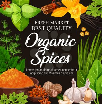 Organic spices, seasoning herbs and herbal flavorings. Cooking or farm market. Vector garlic, vanilla or turmeric curcuma, dill with mint and nutmeg, star anise or cinnamon and sorrel