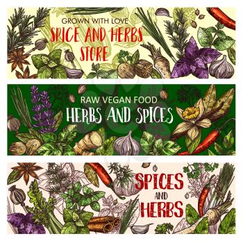 Spice and herbs store, vegan food seasonings. Vector sketch basil, vanilla, ginger and chili pepper with garlic, organic parsley or dill and lavender. Healthy cooking and condiment