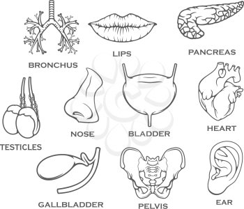 Human organs internal or body parts set of bronchus, lips or ear and pancreas, urogenital testicles or bladder and nose. Vector isolated heart, gallbladder or pelvis bone joint for medical infographic