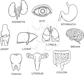 Human organs set and body parts isolated line icons. Vector kidneys, eye or stomach and knee joint bone, liver or lungs and brain or tooth, uterus and colon for medical or surgery symbols