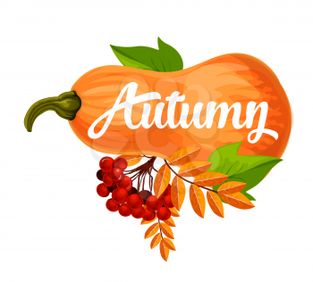 Autumn icon or poster for September seasonal holiday design. Vector pumpkin and autumn berry harvest with leaf fall or foliage of maple, oak or rowan and elm tree with rowanberry bunch