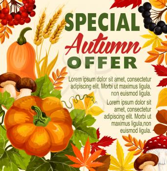 Autumn sale, fall season special offer poster. Autumn leaf, orange pumpkin vegetable, yellow foliage of maple tree, mushroom, wheat and rowan berry branch banner template for discount promotion design