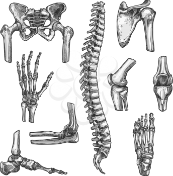 Bone and joints sketches set. Human skeleton hand, knee and shoulder, hip, foot, spine, leg and arm, finger, elbow, pelvis, thorax, ankle, wrist icon for orthopedics and rheumatology medicine design