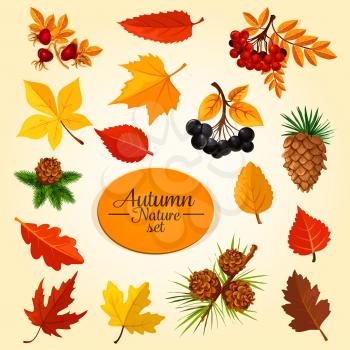 Autumn leaf, fruit and berry icon set. Fallen leaf of maple and oak tree, fall season branches with fruit of rowanberry, forest briar and chokeberry, pine tree cone symbol for autumn nature design