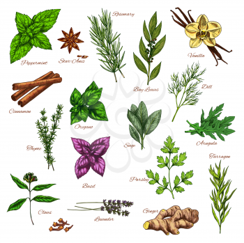 Culinary herb and spice sketch of mint and rosemary, basil, thyme, parsley and ginger, cinnamon and bay leaf, dill, vanilla, anise and arugula, lavender, oregano and tarragon, cloves, sage