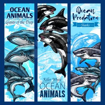 Ocean animal and sea predator sketch banner set. Shark, killer whale or orca, hammerhead shark, blue and sperm whale marine mammal animal poster for zoo aquarium and underwater wildlife themes design