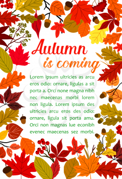 Autumn fallen leaf poster template. Fall nature frame of september leaves, orange and red foliage of maple, oak and birch tree, acorn and rowan berry branch for autumn season themes design