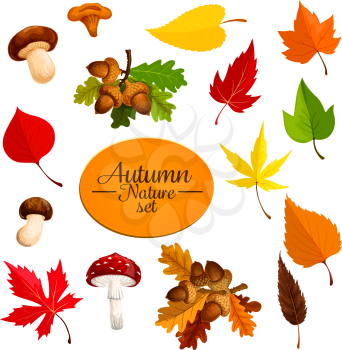 Autumn nature icons of tree leaf fall and seasonal mushrooms and oak acorn nuts. Vector falling leaves set of maple and chanterelle for Thanksgiving or autumn sale design