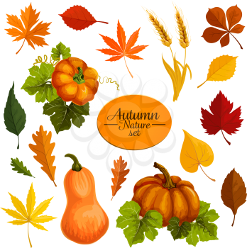 Autumn icons for September Thanksgiving day design. Vector pumpkin vegetable and wheat autumn harvest with falling leaves of elm, oak or maple and birch tree leaf