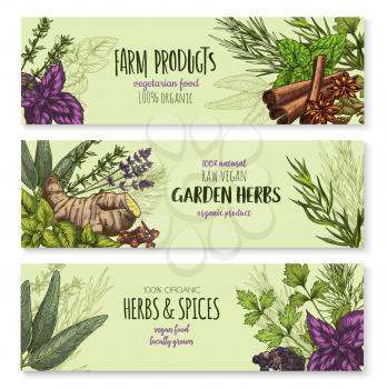Spices and herbs banners set for farm garden green herbal products. Vector lavender, oregano or parsley and cinnamon seasoning, ginger root or thyme and black pepper, sage or bay leaf and chives dill