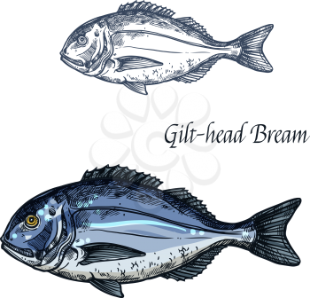 Bream fish vector sketch icon. Isolated sea or atlantic gilt-head bream or dorado fish. Isolated marine fauna symbol for seafood or fish food restaurant sign emblem, fishing club or fishery market