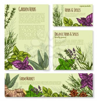 Garden herb and spice, seasoning banner template set. Basil leaf, rosemary, thyme, mint, parsley, ginger, dill, anise star, oregano, lavender flower, sage sketch poster for organic food shop design