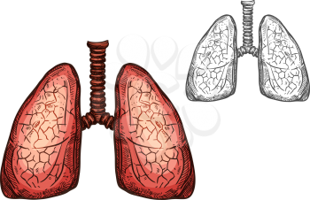 Lung organ of human anatomy isolated sketch of respiratory system. Pair of lungs, internal organs of human body with trachea for medicine, science, biology and healthcare themes design