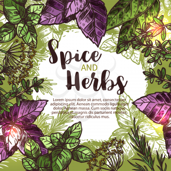 Spice and herb sketch poster with fresh plant, seasoning and condiment. Green and red basil, rosemary and thyme, mint, bay leaf, dill and sage frame border with text layout in center for food design
