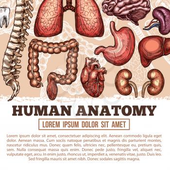 Human anatomy medical poster of sketch body organs and joint bones. Vector design of digestive, cardiovascular and respiratory system of esophagus, spleen and kidney or, spine pelvis or lung and heart