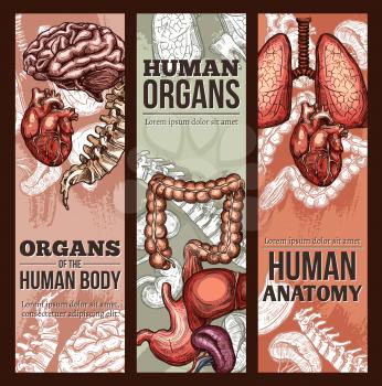 Human organs anatomy medical sketch poster. Vector respiratory, digestive and cardiovascular system of brain and hear, esophagus, spleen and kidney or lungs and bladder organs for surgery design