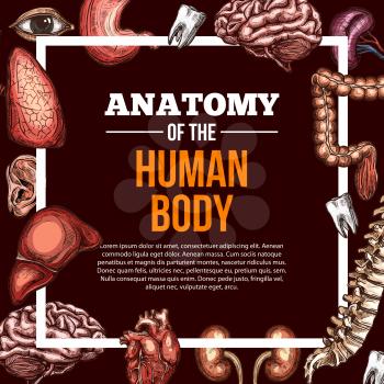 Human organs anatomy poster for medical or surgery clinic design. Vector sketch eyer, tooth or heart, respiratory and digestive system organs brain, esophagus, spleen and kidney or lungs and bladder