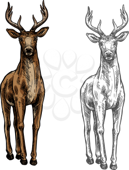 Elk wild animal sketch vector icon front view. Wild elk hind or stag wapiti mammal deer or moose species for wildlife fauna and zoology or hunting trophy symbol and nature zoo adventure design