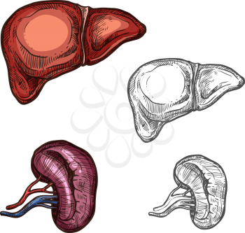 Liver and kidney sketch icons of human organs. Vector isolated set of liver and kidney vital organ of abdominal cavity for medical design or surgery and body medicine symbols