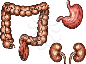 Esophagus, spleen and kidney sketch icons of human organs. Vector isolated set of digestive and urogenital system vital organ of abdominal cavity for medical design or surgery and body medicine symbol