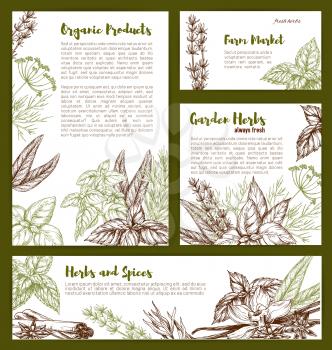 Herbs and spices seasonings sketch banners and posters. Vector organic vanilla, thyme or basil and tarragon or rosemary, farm oregano or peppermint and anise or cinnamon and bay leaf