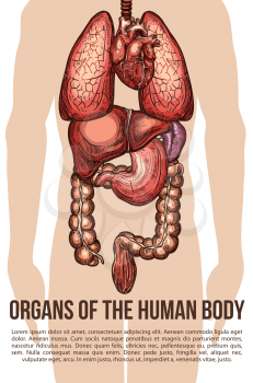 Human body organs medical sketch poster. Vector design of digestive and vital system of esophagus, spleen and kidney or pancreas, lungs and heart organ of abdominal cavity for surgery design