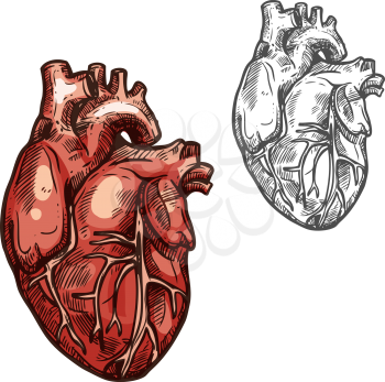 Heart sketch icons of human organ. Vector isolated heart ventricle and blood vessels vital organ of cardiovascular system for medical design or surgery and body medicine symbols