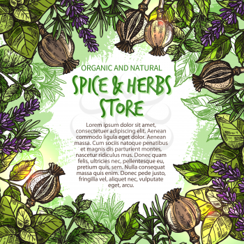Spice and herbs seasonings and condiments sketch poster for farm store market. Vector spices and organic herb basil and poppy seeds or cilantro, tarragon or chili pepper and oregano cooking seasoning