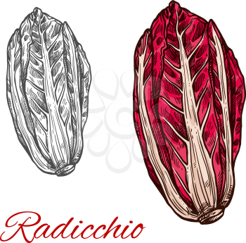 Radicchio salad lettuce color sketch icon. Vector botanical design of fresh farm grown vegetarian Italian chicory radiccio leaf vegetable for veggie salads or grocery market isolated symbol