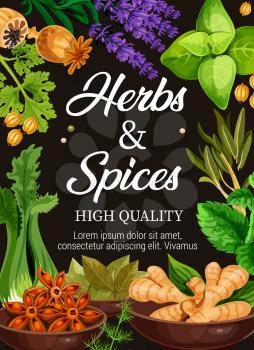 Spices and herbs poster of organic premium seasonings. Vector design of natural farm poppy seeds, celery or basil and lavender, ginger and anise or parsley and nutmeg with sage and bay leaf