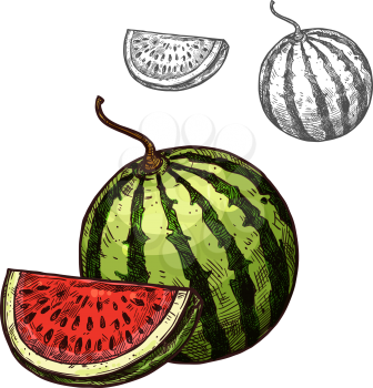 Watermelon fruit sketch icon. Vector isolated symbol of fresh cut slice section and whole watermelon farm grown fresh berry for dessert or grocery store and farmer market design