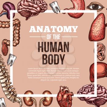 Human body anatomy sketch vector poster of internal organs of digestive, respiratory and vital system. Heart, brain or lungs and kidney or bladder organ, eye, tooth or esophagus and spleen